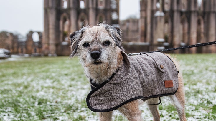 Winter image of a dog in front of Founatins Abbey